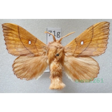 Odonestis pruni (Linnaeus, 1758) male Czech71g